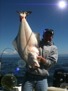 Halibut